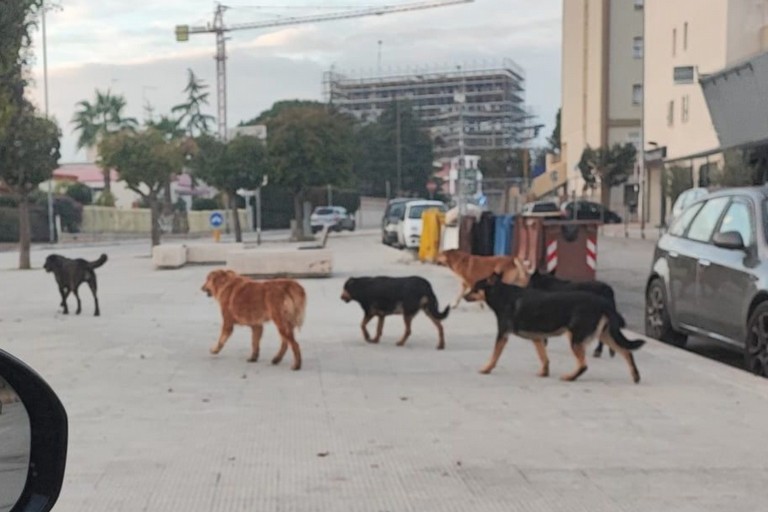 Molfetta, gatto di colonia sbranato da un branco di cani: l’appello dell’associazione "Stregatto"