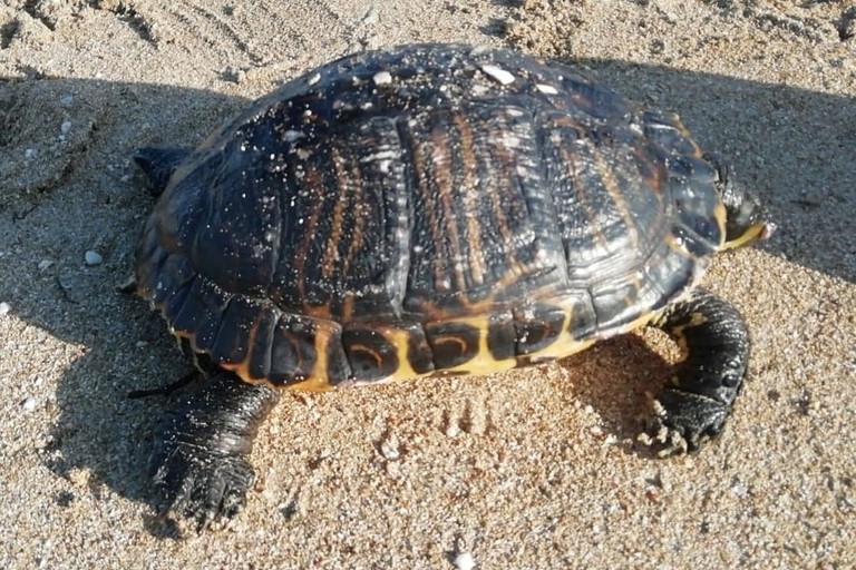La tartaruga rinvenuta a Bari