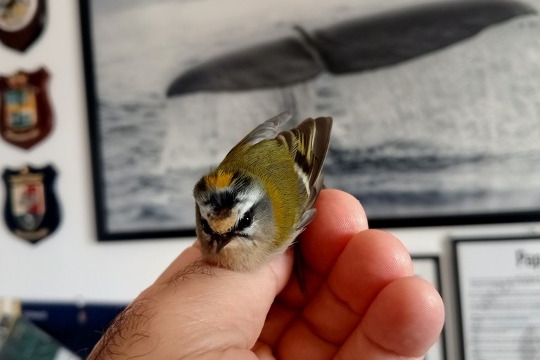 Fiorrancino