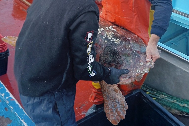 Tartaruga da 70 kg messa in salvo a Molfetta
