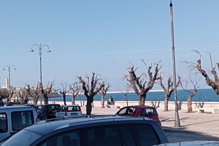 Alberi lungomare