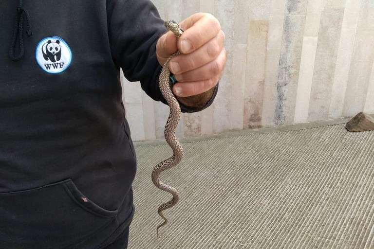 Il serpente recuperato dal WWF Puglia