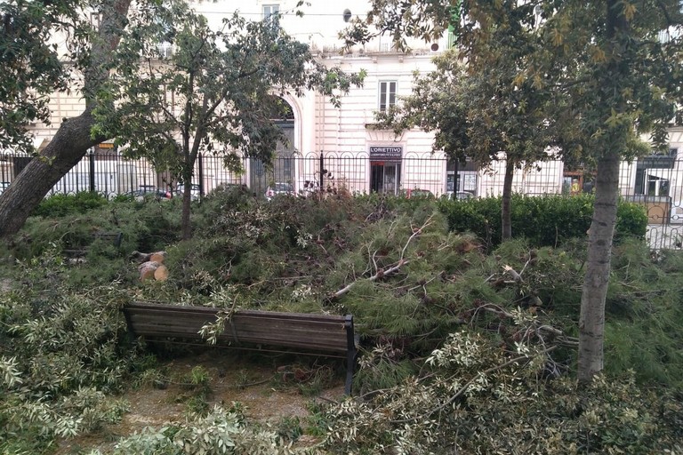 La potatura degli alberi in Villa Comunale