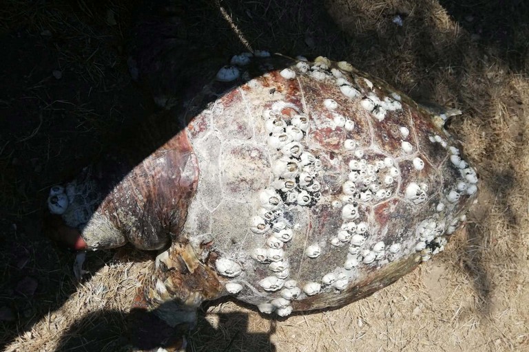 La tartaruga rinvenuta a Molfetta