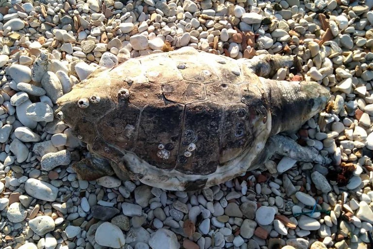 La tartaruga rinvenuta sul lungomare Colonna