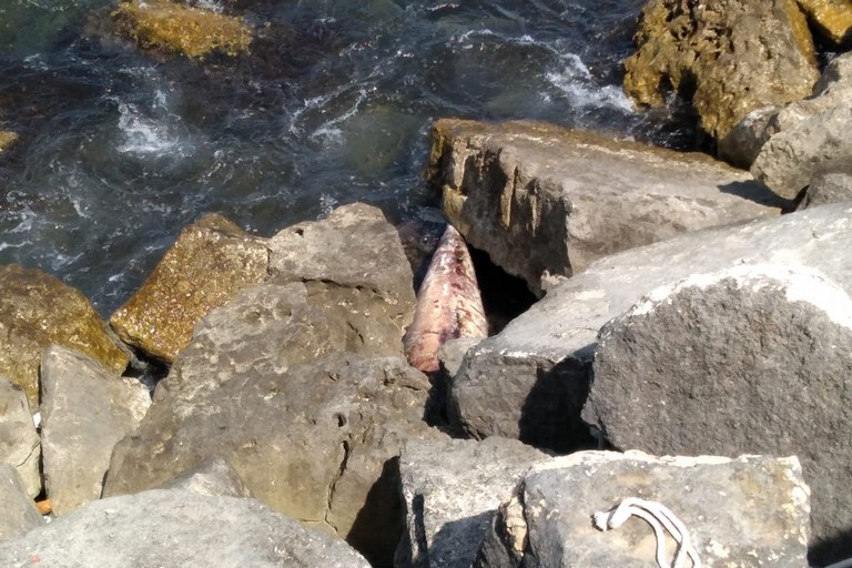 Il delfino incastrato tra gli scogli del lungomare Colonna