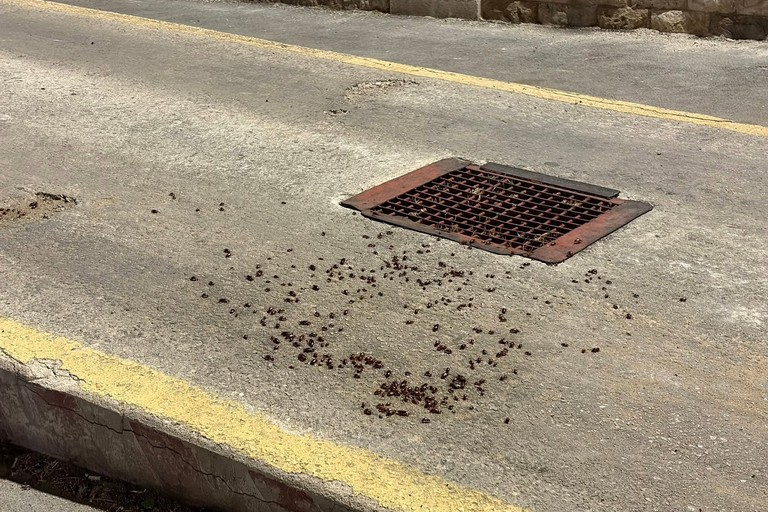 Una marea di blatte in zona porto a Molfetta