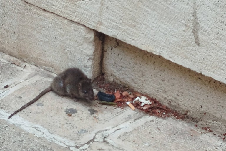 Ancora segnalazioni di topi in centro