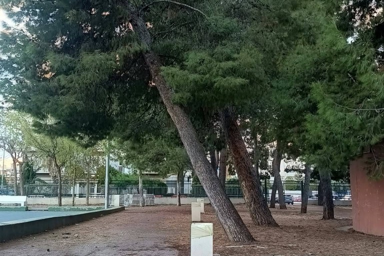 Sette pini da abbattere al PalaFiorentini