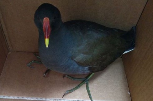 La gallinella d'acqua recuperata a Molfetta