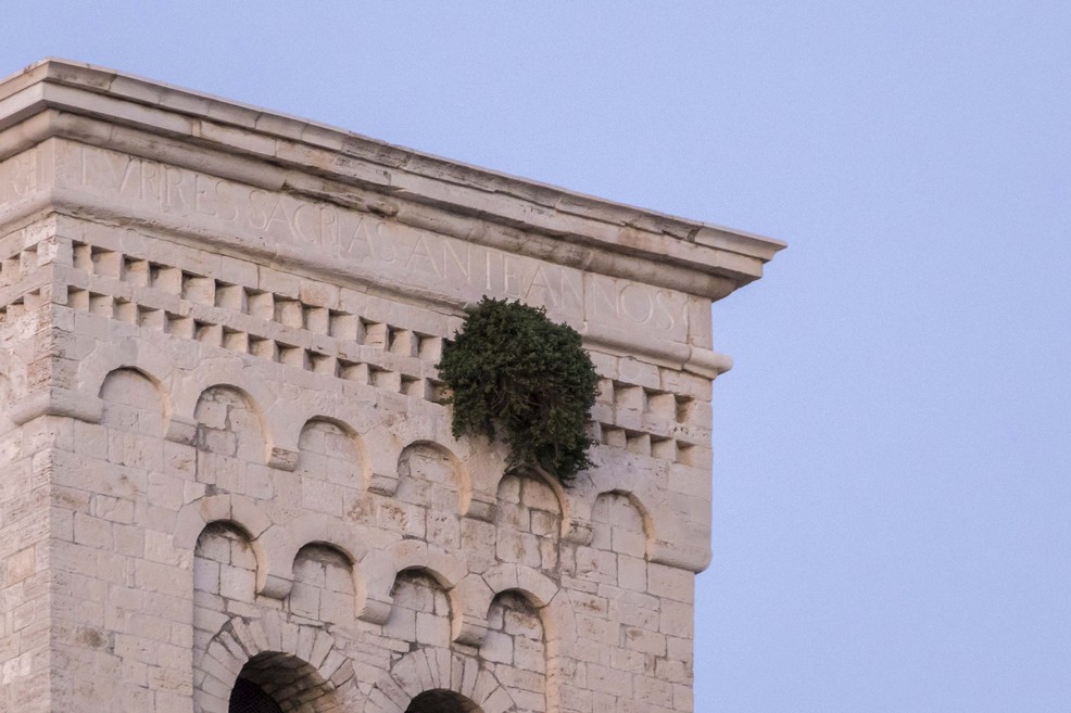 Cespuglio su torre del Duomo. <span>Foto Vincenzo Bisceglie</span>