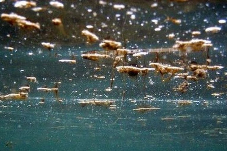 Alga tossica, a Molfetta livelli molto elevati secondo gli ultimi rilievi di Arpa Puglia
