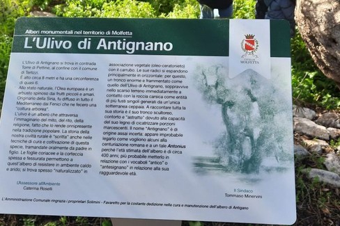 Ulivo di Antignano