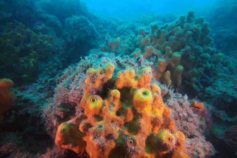 Coralli