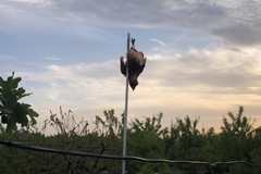 Trenta galline appese a testa in giù in una campagna di Molfetta