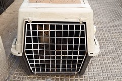 Quattro gattine abbandonate in un trasportino nella zona industriale di Molfetta