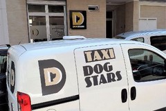 Attivato a Molfetta da DogStars il servizio di “Dog taxi”