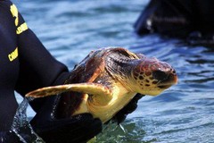Stamattina il rilascio delle tartarughe caretta caretta alla Prima Cala