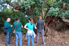 Parco di Lama Martina, l'associazione Terrae prosegue nel censimento della flora