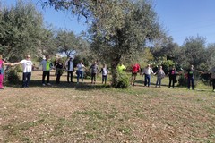 Grande partecipazione all'evento "Camminata tra gli Ulivi" a Molfetta