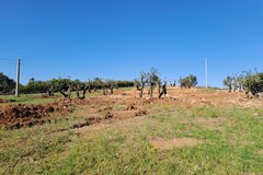 Riforestazione urbana a Molfetta: si procede nel comparto 15