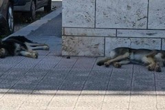 Cani randagi per le strade di Molfetta, l'ENPA: «Abbiamo segnalato la situazione»