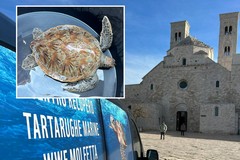 Stamattina la liberazione di sei tartarughe nel mare di Molfetta - LE FOTO