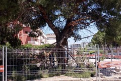 Nuove polemiche sui pini di via Don Minzoni: l'abbattimento degli alberi adulti solleva indignazione
