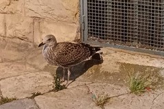 Nidificazione dei gabbiani reali nei centri urbani: un fenomeno in crescita anche a Molfetta