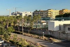 Il Comitato "Difesa verde e territorio" preoccupato: «Ancora pini tagliati a Molfetta»