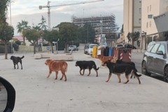 Molfetta, gatto di colonia sbranato da un branco di cani: l’appello dell’associazione "Stregatto"