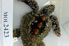Il Centro Recupero Tartarughe Molfetta in prima linea: una task force per salvare gli esemplari del Basso Adriatico
