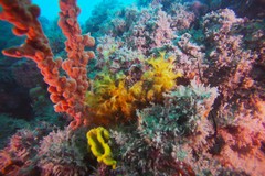 Una piccola barriera corallina da custodire tra Giovinazzo e Molfetta (FOTO)