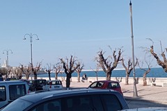 La rabbia dell'APS Radici: «Difendiamo il verde urbano di Molfetta»