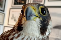 Giovane falco pellegrino recuperato in difficoltà a Molfetta: salvato dal WWF