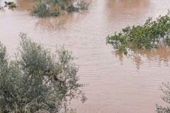 Dalle lame all'agro: gli effetti del maltempo a Molfetta