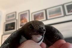 Rondone maggiore in difficoltà soccorso a Molfetta: salvato da alcuni cittadini