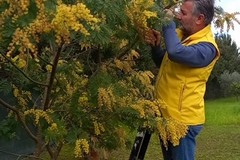 Festa della donna, la siccità taglia 1 mimosa su 3 in Puglia