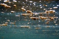 L'alga tossica resta anche a settembre nelle acque di Molfetta