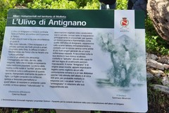 Installata una targa per raccontare la storia dell'ulivo di Antignano a Molfetta