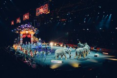 ENPA e Stregatto contro il circo a Molfetta: «Spettacolo contro natura»