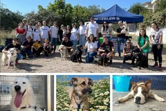Giornata mondiale del cane: l'Enpa di Molfetta racconta la realtà del canile - FOTO