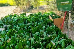 La cicoria puntarelle di Molfetta va in scena a Roma