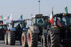 Crisi olivicola e caro gasolio, la maggioranza progressista al fianco degli agricoltori
