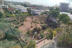Alberi abbattuti in via Falcone: malcontento di alcuni residenti