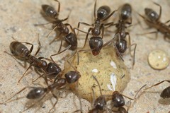 Come combattere le formiche in casa con rimedi naturali