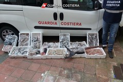 Prodotti ittici non tracciati o senza etichettatura: sequestrati 110 chili