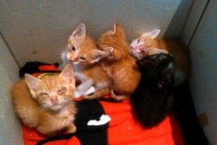 Cinque cuccioli di gatto nel cassonetto dei rifiuti