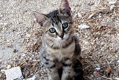 Al via il censimento delle colonie feline a Molfetta: questionario online per i referenti