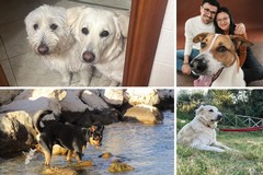 Giornata mondiale del cane, amico a quattro zampe amato a Molfetta